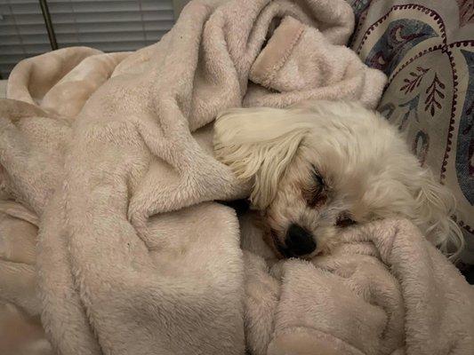 Laplace Pet Shop & Grooming