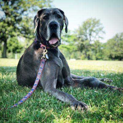 Veterinarian On Wheels