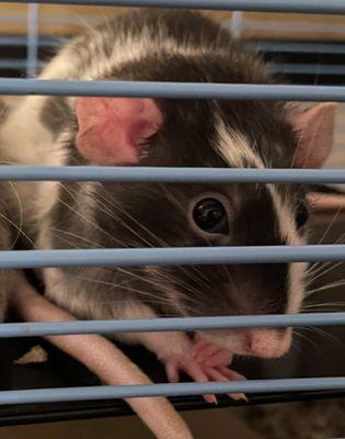 Germantown Animal Hospital