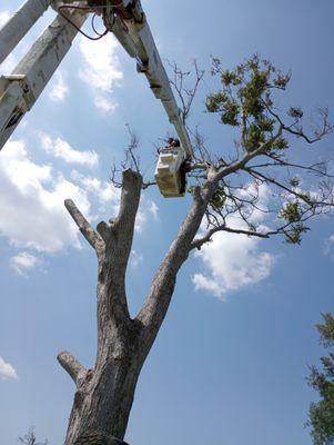All Around Tree Service