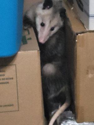 Top Star Pest Control