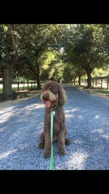 Glenview Farm Kennel