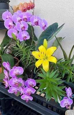 Acupuncture by Dr. Marcy