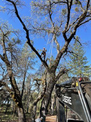 Cambium Tree Service