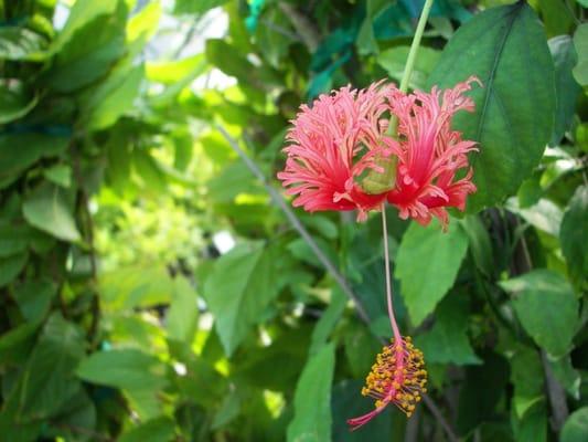 Hill Country African Violets and Nursery
