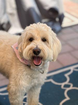 K9 Resorts - Fanwood