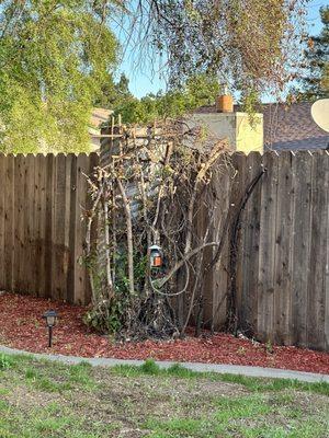 Professional Tree Service