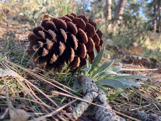 Pine cone