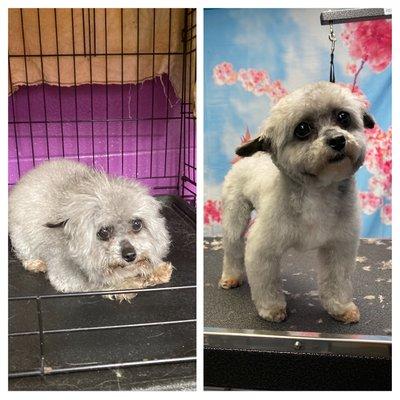 Before and after by Gracie