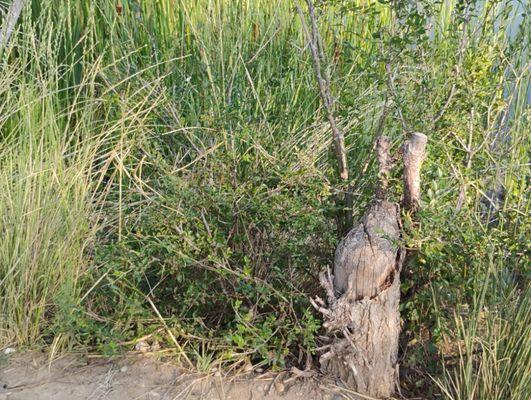 American Unlimited Reliable Labor Services And More