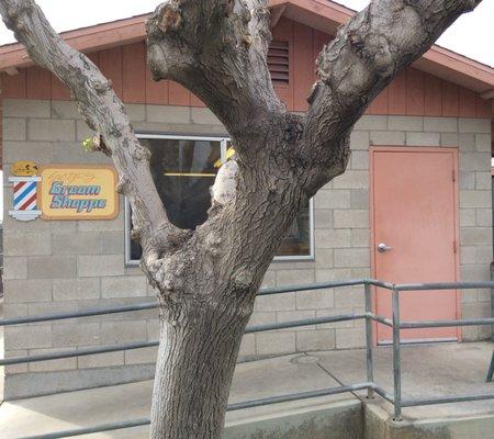 Sczyr Kennels & Cattery