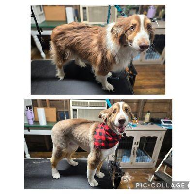 Shed Head Dog Grooming