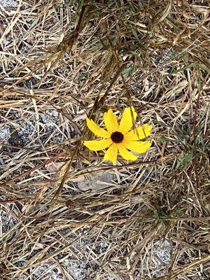 Yellow Fever Creek Preserve