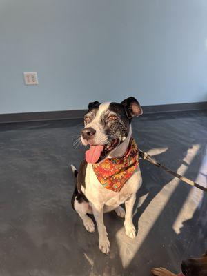 Our old lady Katana.