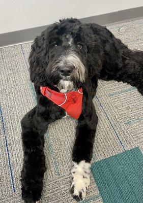 Somerset Dog Grooming