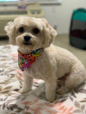 Star Pups Pet Salon & Paw Spa