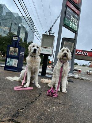 Get Real Dog Training