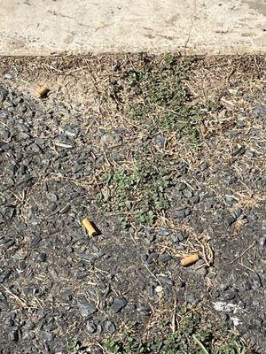 Cigarette butts