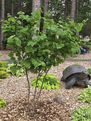 Seth Erickson Arborist