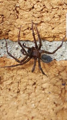 Moerman Pest Control