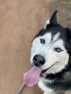 Animal Dental Clinic