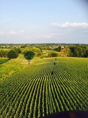 Flying over the cornfield
