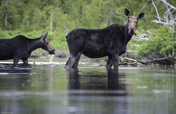 Nick Leadley Nature Photography