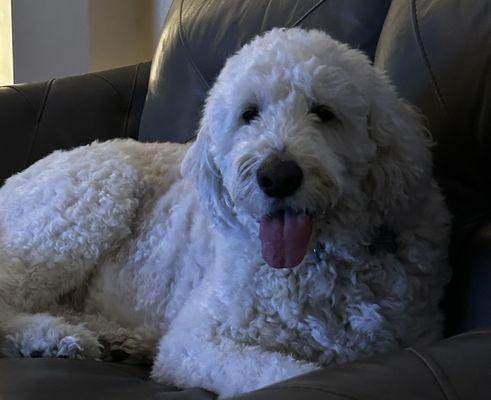 The Belmont Pet Resort and Daycare