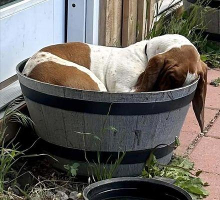 Pet Supplies Plus Coeur d'Alene