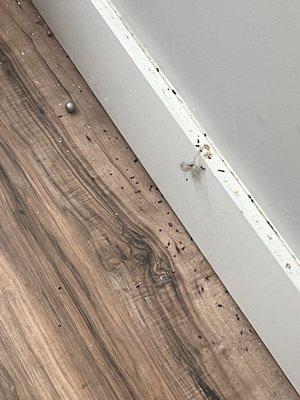 Weichert, Realtors - Lilac Properties