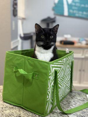 Golden Veterinary Internal Medicine