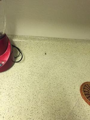 So after cleaning the kitchen someone felt the need to come out and play in my cleanliness..bitch I don't think so. Good bye...