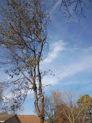 Top Branch Tree Service