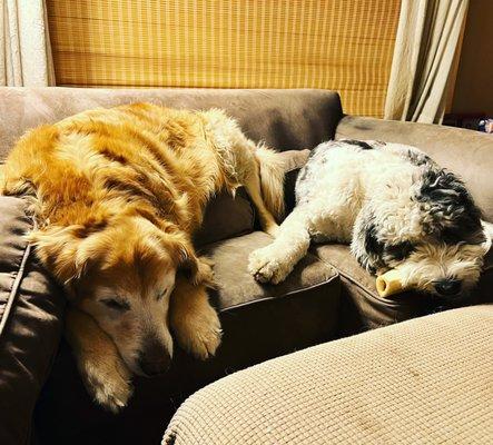 These two goofballs, at home, after a fun day at day care.