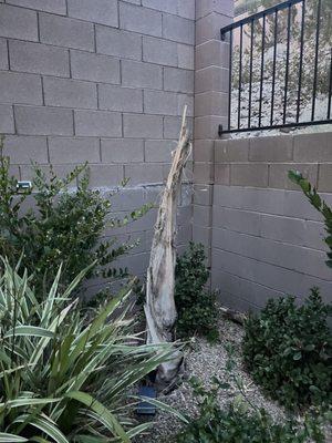 American Beauty Landscapes