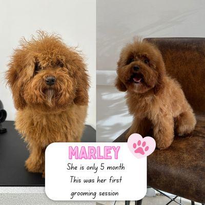 Marley is just 5 month old , this was her fist time in a grooming .