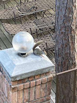 Chasewood Apartments