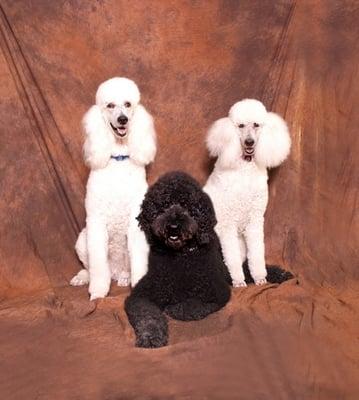 Hair of the Dog Pet Salon