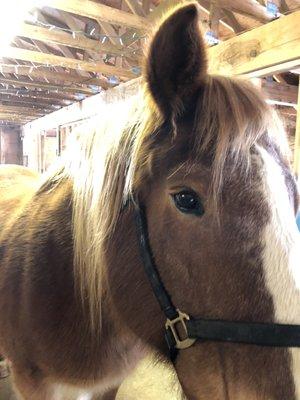 Center For Adaptive Riding