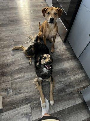 Distinguished Dog Walkers