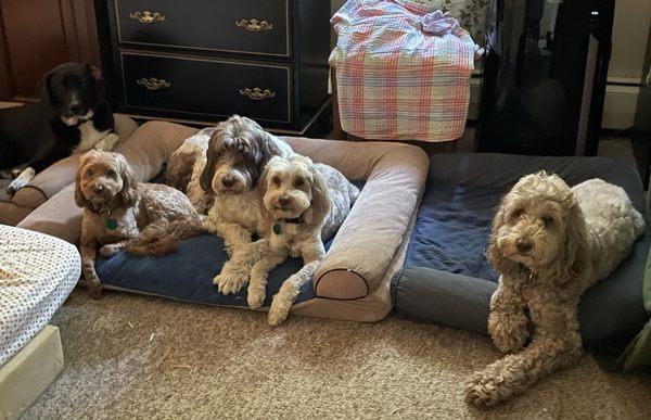 Wholistic Pet Service