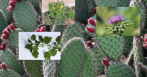 CT Pest & Weed Control