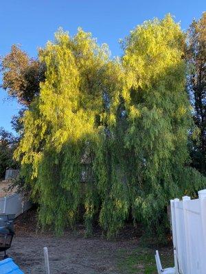 Master Of Tree Care Services