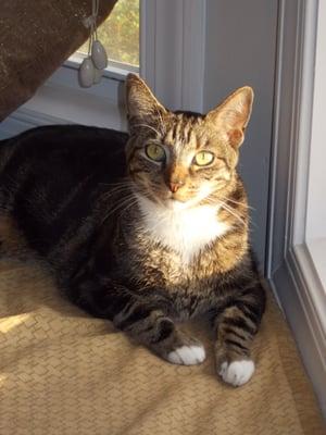 South End Pet Sitting