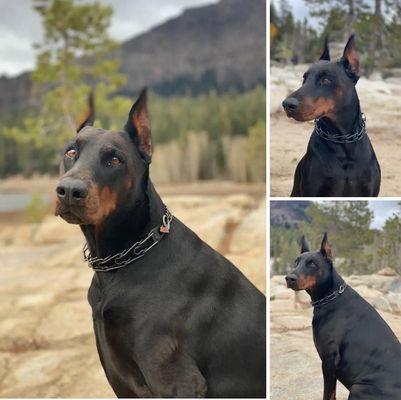 West Coast Doberman Ranch