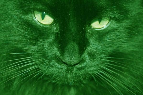 The Green Cat