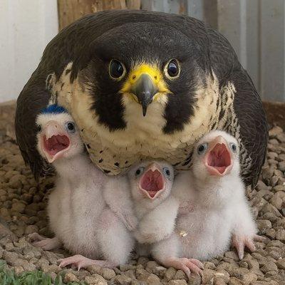 NC Foundation For Alcohol & Drug Studies