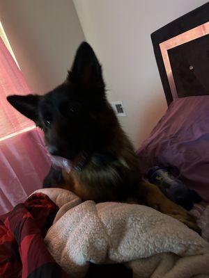 Taty’s Dog Walking & Dog Boarding