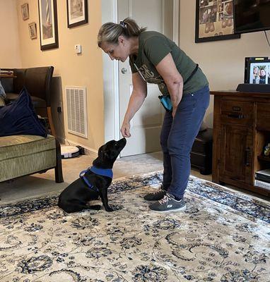 Cheri's Premier Dog Training