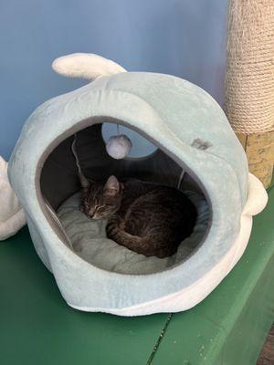 Cattyshack Cat Cafe